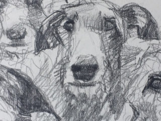 Deerhounds sketch