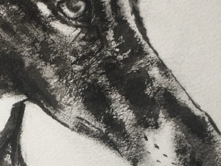 Galgo in Ink