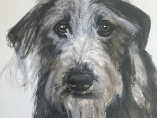 Grey lurcher