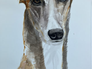 Sighthound